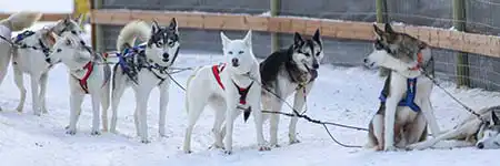 Husky tours Rovaniemi