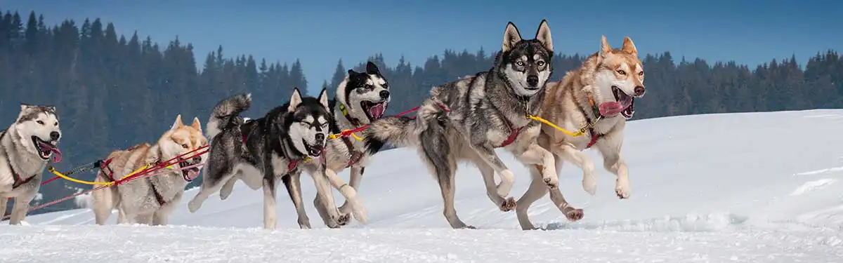 Husky tours Rovaniemi