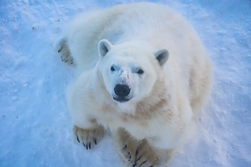 Day tours from Rovaniemi Day tours from Rovaniemi