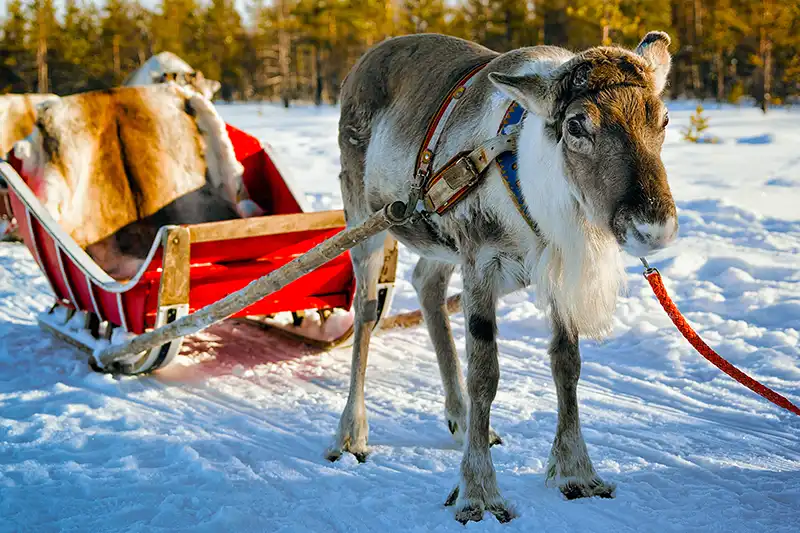 Sami reindeer farm Lapland
