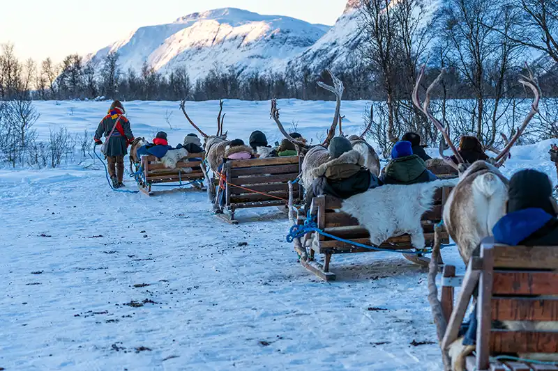 Rovaniemi reindeer sleigh ride