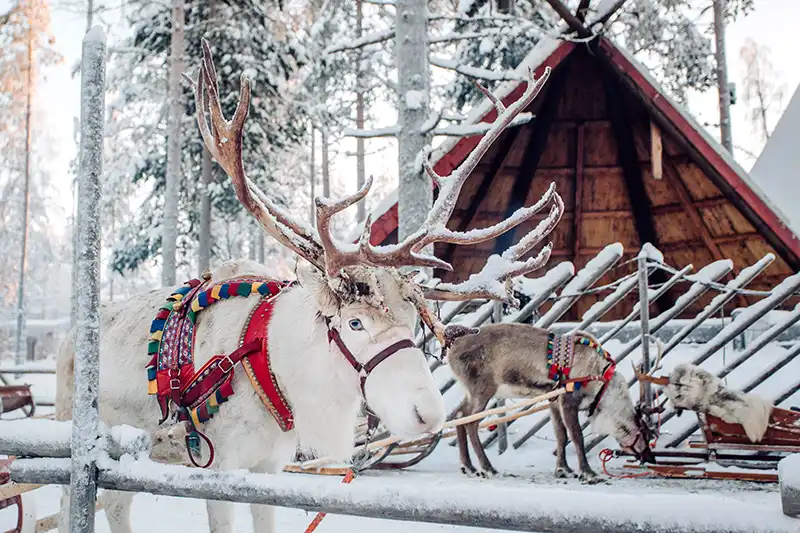 Must See Lapland Must See Lapland
