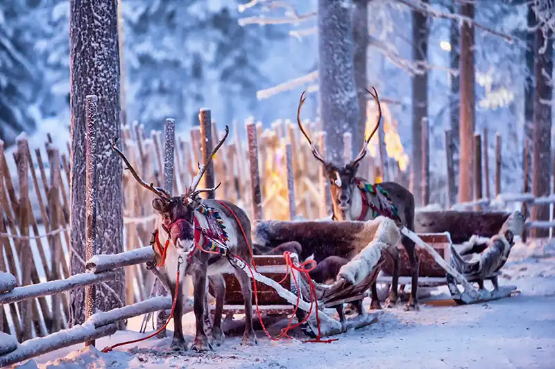 Reindeer Rovaniemi